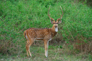 Aksis je najljepši predstavnik obitelji jelena Aksis je najljepši predstavnik obitelji jelena